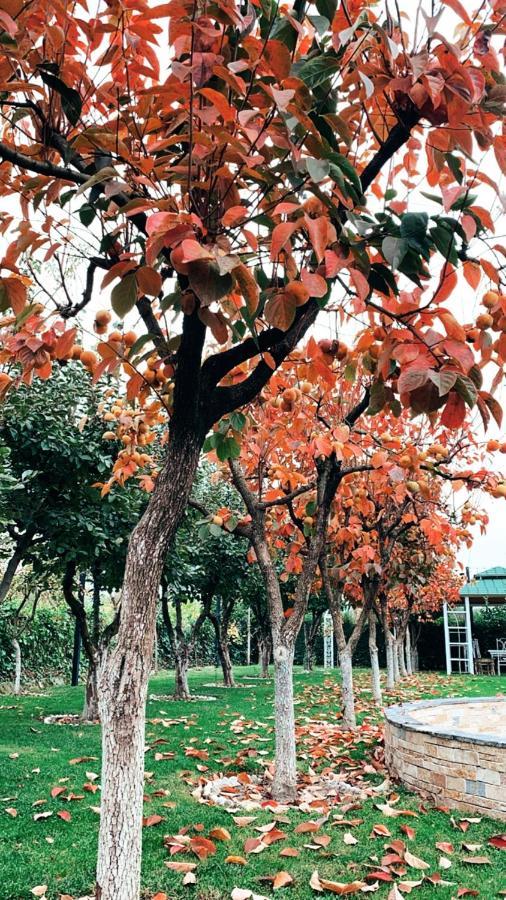 Park Ashik 호텔 Ljaknasi 외부 사진